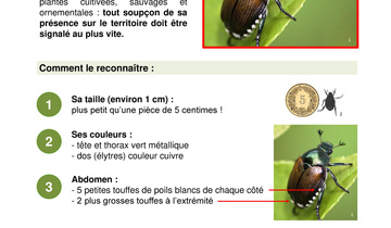 FT_DGAV_Reconnaître_le_scarabée_japonais